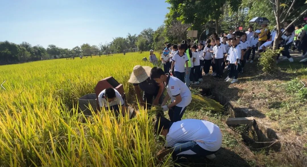 研学奇遇记：麦田生态园里的快乐探索