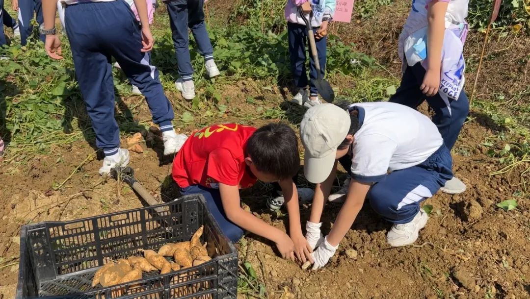 研学奇遇记：麦田生态园里的快乐探索
