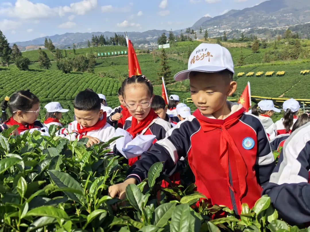 青春童行之普安红研学|茶韵悠悠，童心飞扬