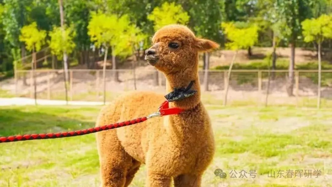 西安4个研学宝藏地！太涨知识了！