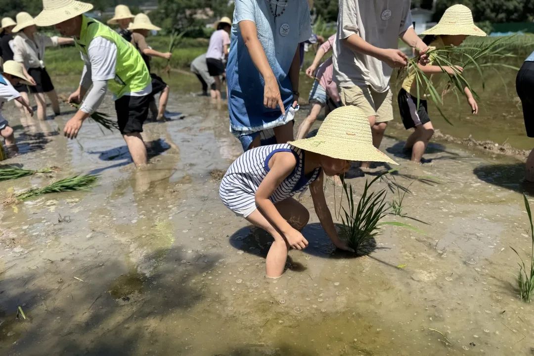 育见自然家，陪娃联盟齐出发！稻田里的欢乐研学日全记录