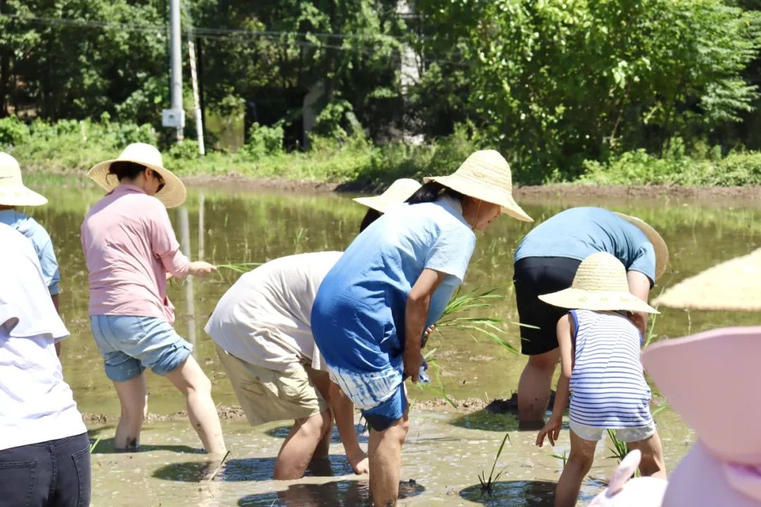 育见自然家，陪娃联盟齐出发！稻田里的欢乐研学日全记录